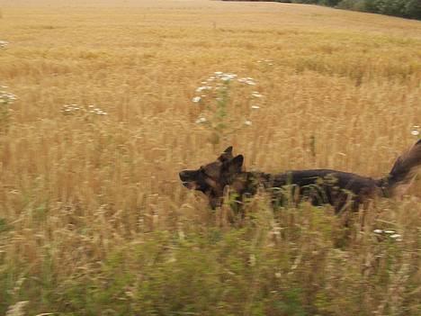 Schæferhund Daisy - ude ved heste :D på marken billede 18