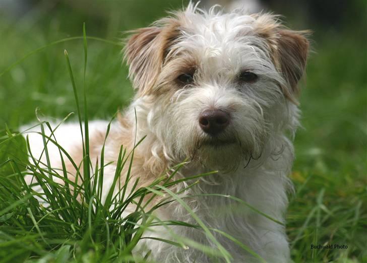 Blanding af racer Bella - Hmmm.. Hvad skal jeg nu lave..? billede 14