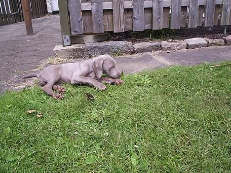 Weimaraner Sønderskoven´s Duchess billede 1