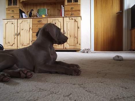 Weimaraner Sønderskoven´s Duchess - lurer lige lidt på sokken de har givet mig ... billede 2