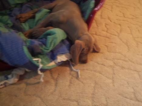 Weimaraner Sønderskoven´s Duchess - sove sove sove .... billede 3