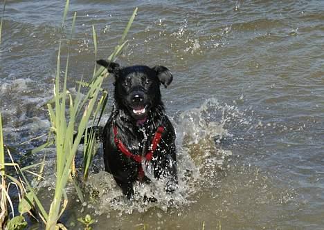 Labrador retriever Binka - Mer´ vand!  billede 6