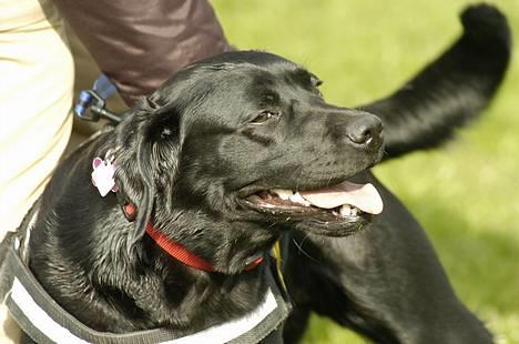 Labrador retriever Binka - *NYT* billede 7