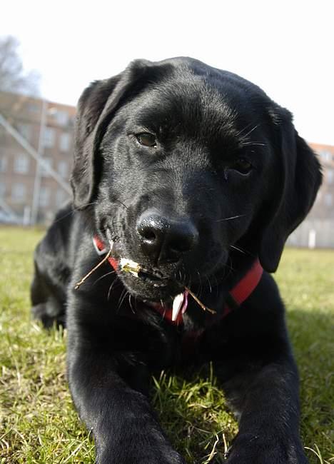 Labrador retriever Binka billede 8