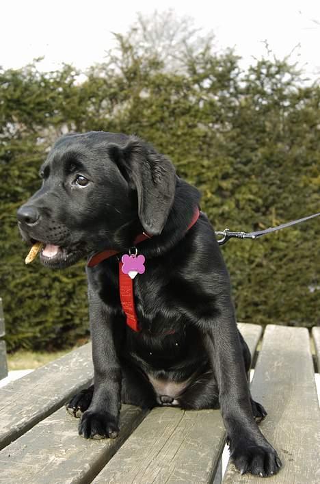 Labrador retriever Binka - Som bette hvalp :o) billede 9