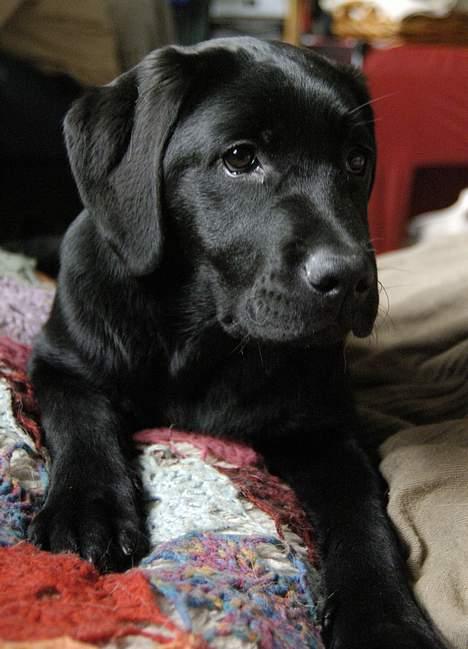 Labrador retriever Binka - Også bette hvalp :o) billede 10