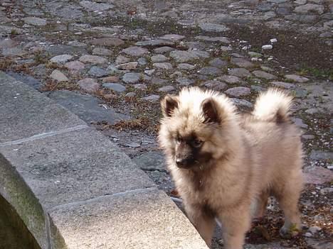 Keeshond keeshos dixi - Ja pu ha ,jeg står ved et spingvand,det er godt nok stort. billede 12