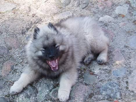 Keeshond keeshos dixi - Ja dejlig det er jeg alså!!! hvad synes i ??? billede 13