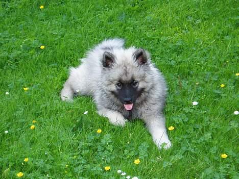 Keeshond keeshos dixi - Lækkert med en slapper. billede 14