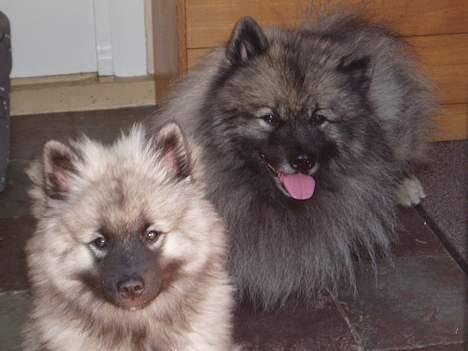 Keeshond keeshos bosco - To dejlige hovder ,vi er da bare for lækker ! billede 8