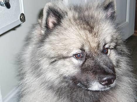 Keeshond keeshos bosco - Her er jeg så igen hej hej billede 9