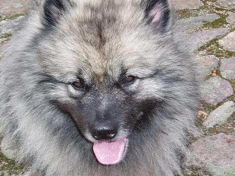 Keeshond keeshos bosco - Jeg er da bare for lækker...:o billede 10