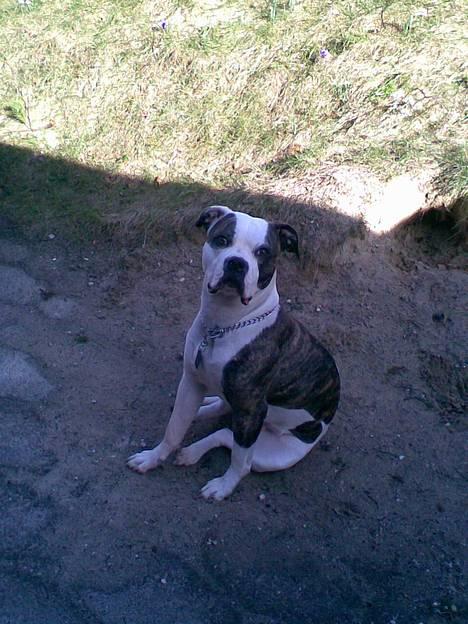 Amerikansk bulldog Missy - se hvor stille jeg kan sidde... billede 1