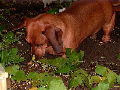 Gravhund foxons stædige sigur(død) - ja da - en gravhund graver da billede 7