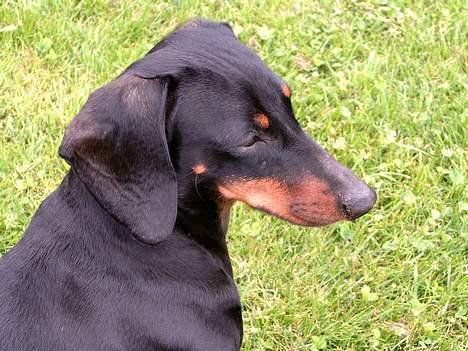 Gravhund smutti R.I.P ( død 2007) - vores dejlige gravdame i profil billede 1