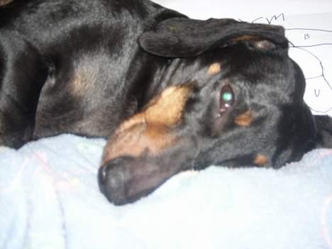 Gravhund smutti R.I.P ( død 2007) - efter et kuld hvalpe er det skøøøønt atter at kunne ligge i en blød seng billede 2