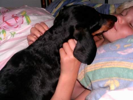 Gravhund smutti R.I.P ( død 2007) - godmorgen min tøs - så er det op!!! billede 3