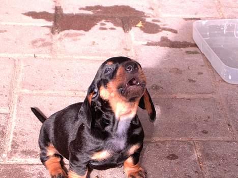 Gravhund smutti R.I.P ( død 2007) - "mooooaaaarr" en af smuttis skønne hvalpe billede 4