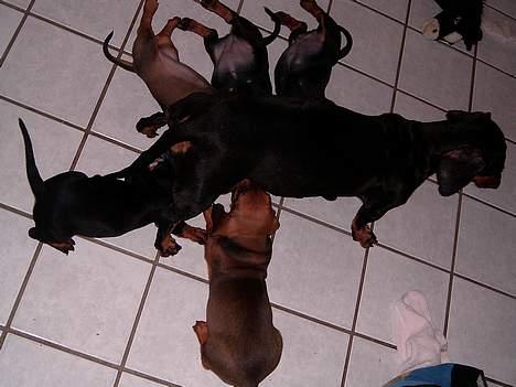 Gravhund smutti R.I.P ( død 2007) - smutti fodrer sine hvalpe billede 5