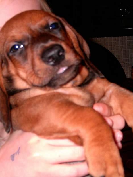 Gravhund smutti R.I.P ( død 2007) - så dejlige hvalpe kan smutti lave billede 6