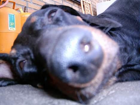 Gravhund smutti R.I.P ( død 2007) - det gælder om at stikke næsen frem!!! billede 7