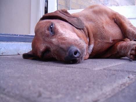 Gravhund foxons stædige sigur(død) - der er jo strengt taget ingen grund til at overanstrenge sig .- vel billede 11