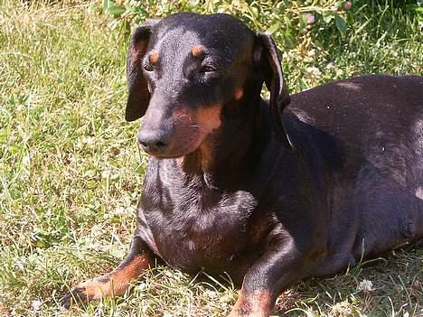 Gravhund smutti R.I.P ( død 2007) - nyder livet i haven billede 8