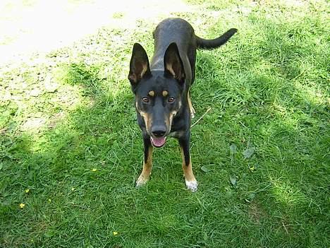 Blanding af racer Daisy*RIP* - Lige et lille sommer billed fra haven... billede 11