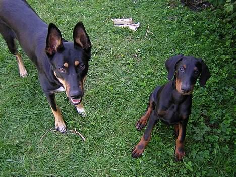 Blanding af racer Daisy*RIP* - Daisy og Gant nyder vejret... :) billede 12