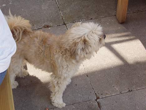 Lhasa apso totte - DØD* - totte passer på mor... billede 9