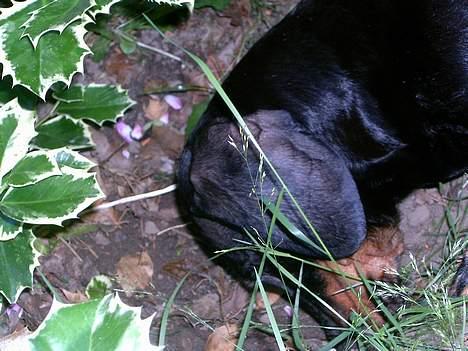 Gravhund smutti R.I.P ( død 2007) billede 9