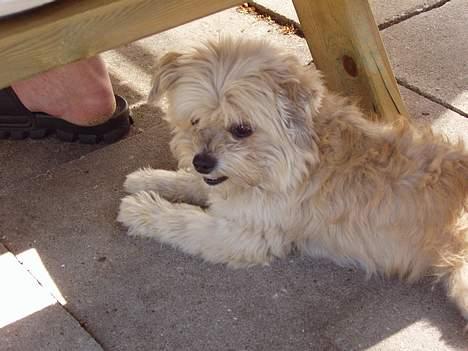 Lhasa apso totte - DØD* - kom ikke her og spil smart!! billede 10