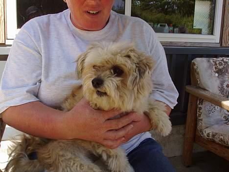 Lhasa apso totte - DØD* - naboens hund kom for tæt på... jeg kan godt gø lidt!! billede 12