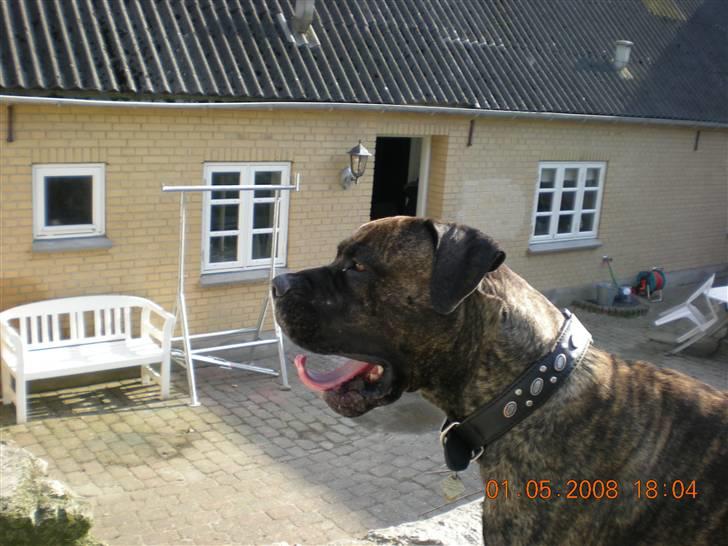 Blanding af racer Bongo (Død 2016)  billede 14