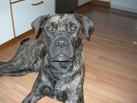 Blanding af racer Bongo (Død 2016)  - HVAD!!!!! billede 15