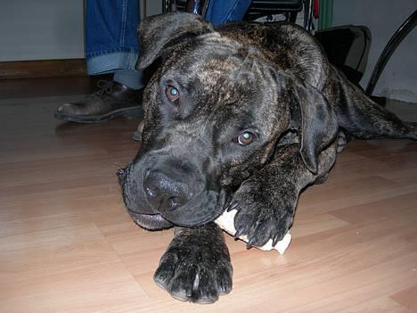 Blanding af racer Bongo (Død 2016)  billede 16