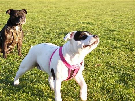 Staffordshire bull terrier Himmelhunden DKCH  Lilo - *Nyt* Mig og min "Storebror" billede 16