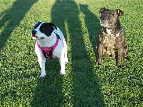 Staffordshire bull terrier Himmelhunden DKCH  Lilo - *Nyt*  Os igen billede 17