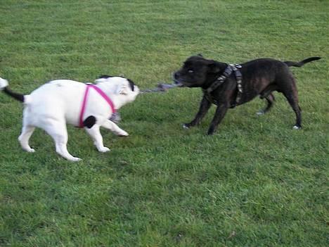 Staffordshire bull terrier Himmelhunden DKCH  Lilo - *Nyt*   Jeg vinder bare hihi billede 18