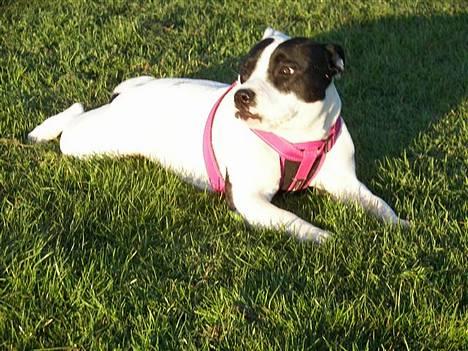 Staffordshire bull terrier Himmelhunden DKCH  Lilo - *Nyt* - Så en lille hviler - inden vi skal hjem billede 19