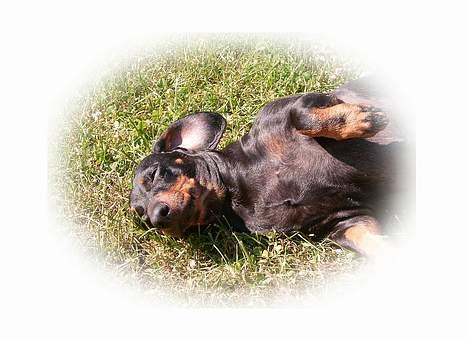 Gravhund smutti R.I.P ( død 2007) billede 10