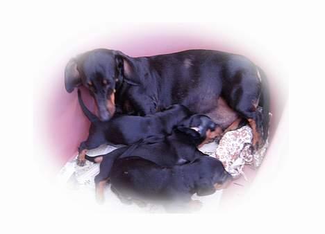 Gravhund smutti R.I.P ( død 2007) billede 11