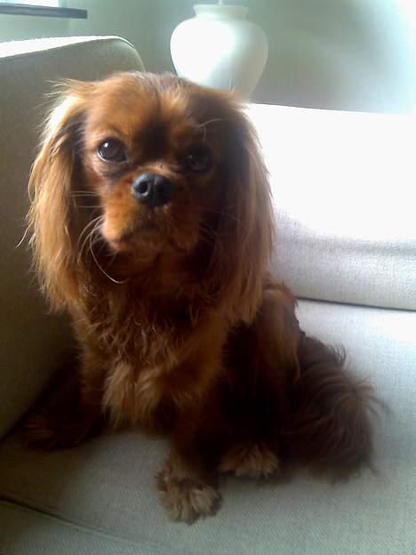 Cavalier king charles spaniel Nemo (død, 2011) billede 6