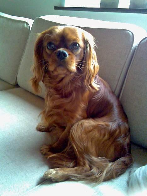 Cavalier king charles spaniel Nemo (død, 2011) billede 7