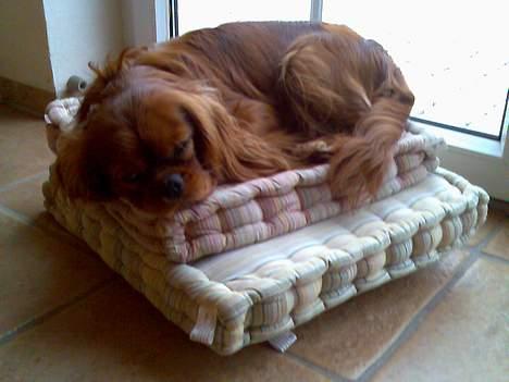 Cavalier king charles spaniel Nemo (død, 2011) billede 8