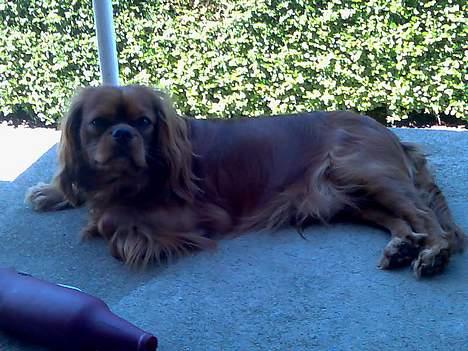 Cavalier king charles spaniel Nemo (død, 2011) billede 9