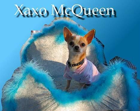 Chihuahua Mexi Xaxo (Xaxo) (R.I.P.) billede 9