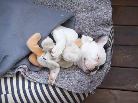 Fransk bulldog Joker billede 11