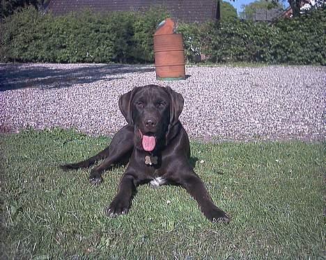 Blanding af racer balder billede 7