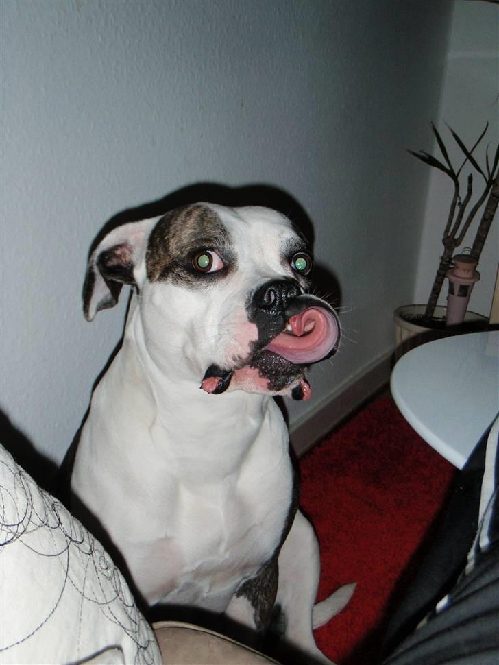 Amerikansk bulldog Missy billede 2